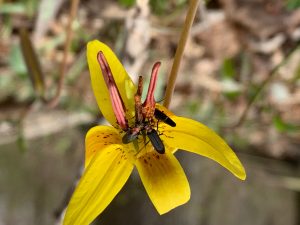 red-necked-false-blister-beetle-on-trout-lilly_