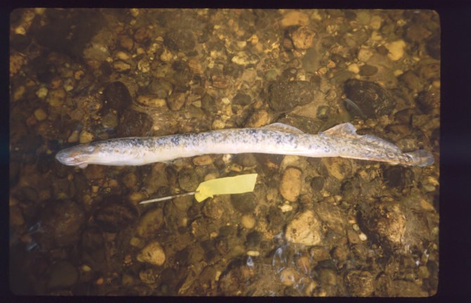 adult female lamprey