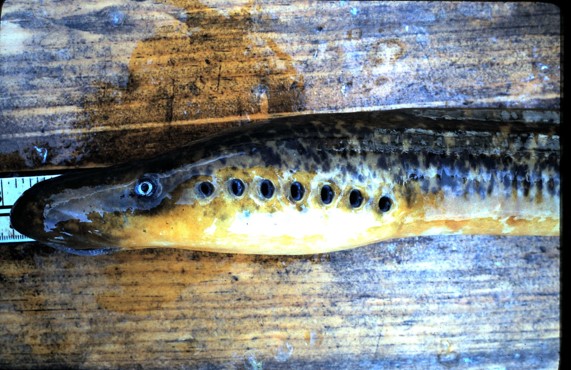 adult female lamprey showing 7 gill openings