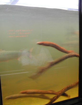 lamprey migration at the Holyoke Dam