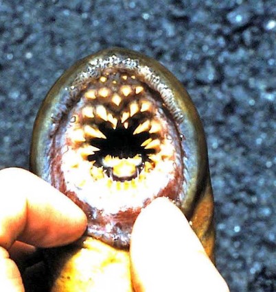 adult lamprey mouth